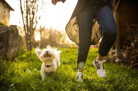 飼養寵物的好處|養寵物有益健康 (Stay Well With Your Pets) 